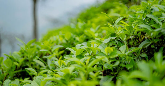 Why Tea-Inspired Scents Make a Home Feel Calm and Sophisticated